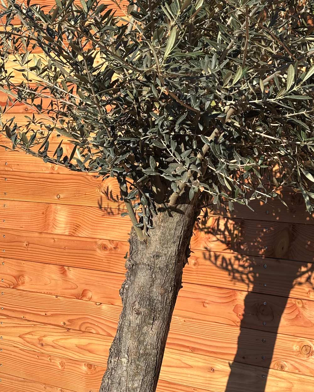 Olivenbaum „Classico“ (C10)