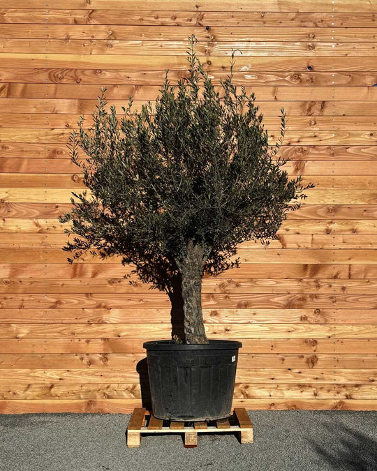 Olivenbaum „Classico“ (C10)