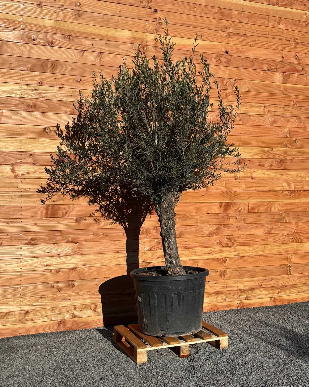 Olivenbaum „Classico“ (C10)
