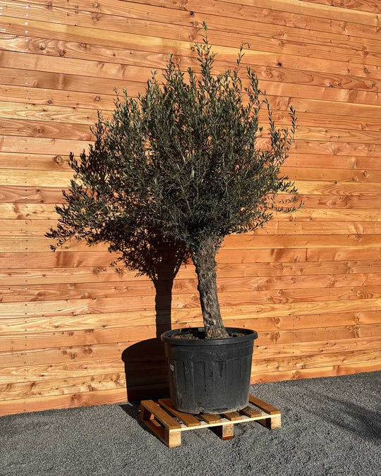 Olivenbaum „Classico“ (C10)