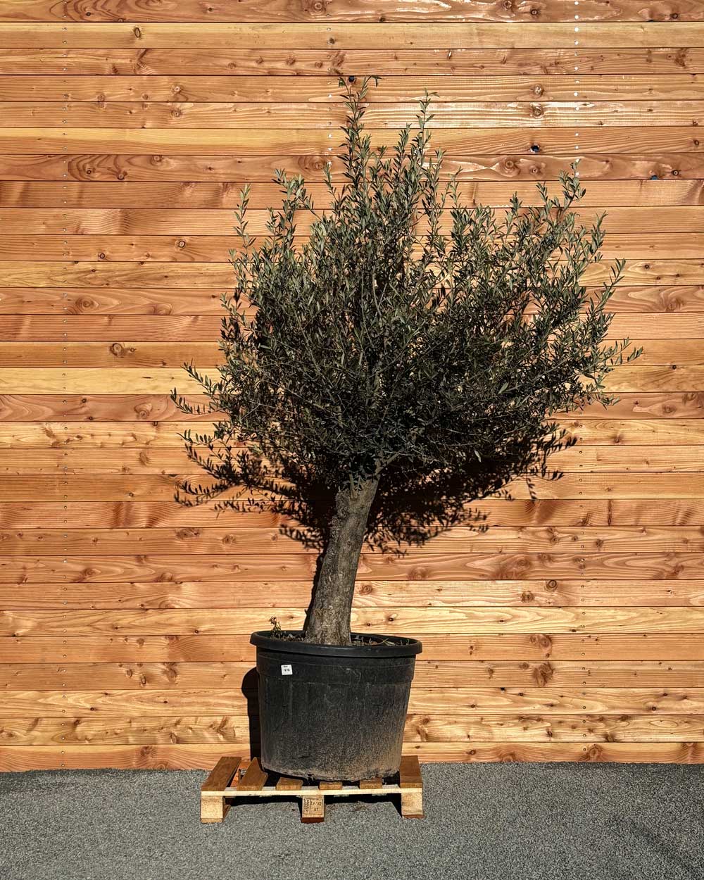 Olivenbaum „Classico“ (C10)