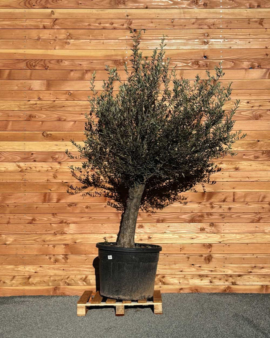Olivenbaum „Classico“ (C10)
