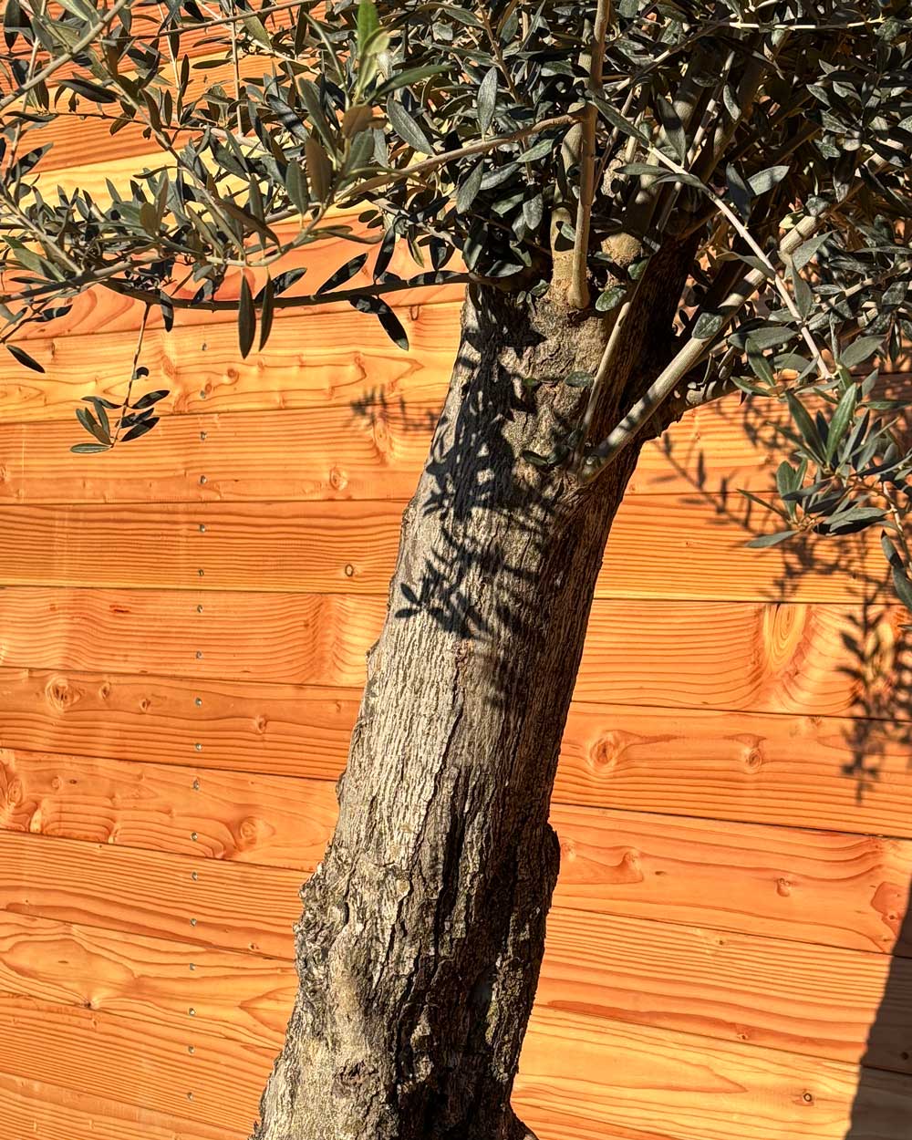 Olivenbaum „Classico“ (C11)