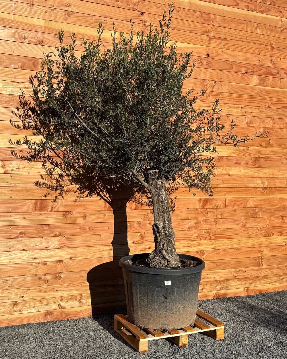 Olivenbaum „Classico“ (C11)