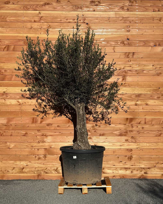 Olivenbaum „Classico“ (C11)