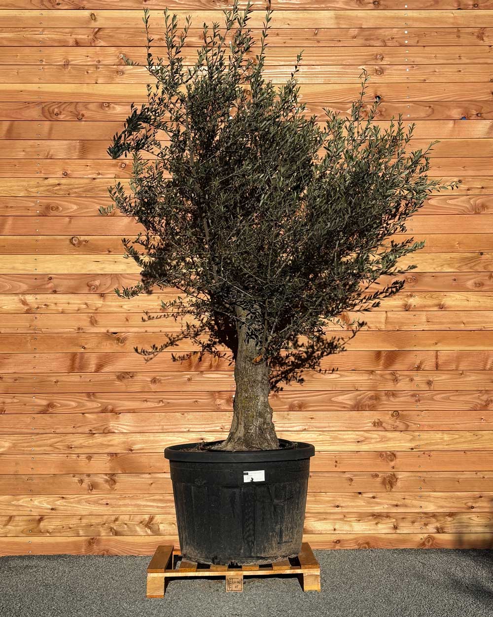 Olivenbaum „Classico“ (C12)
