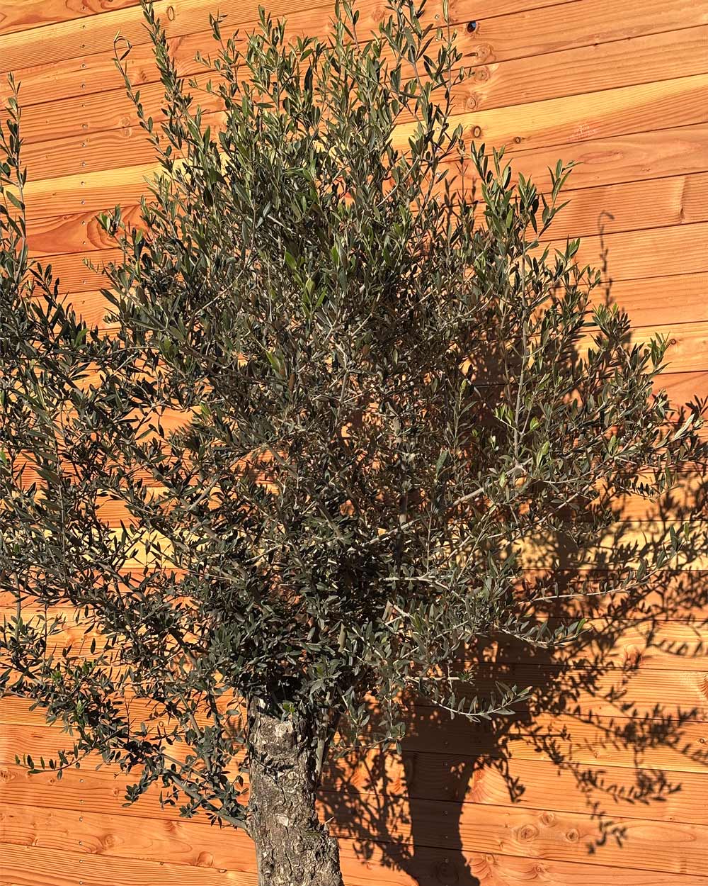 Olivenbaum „Classico“ (C12)