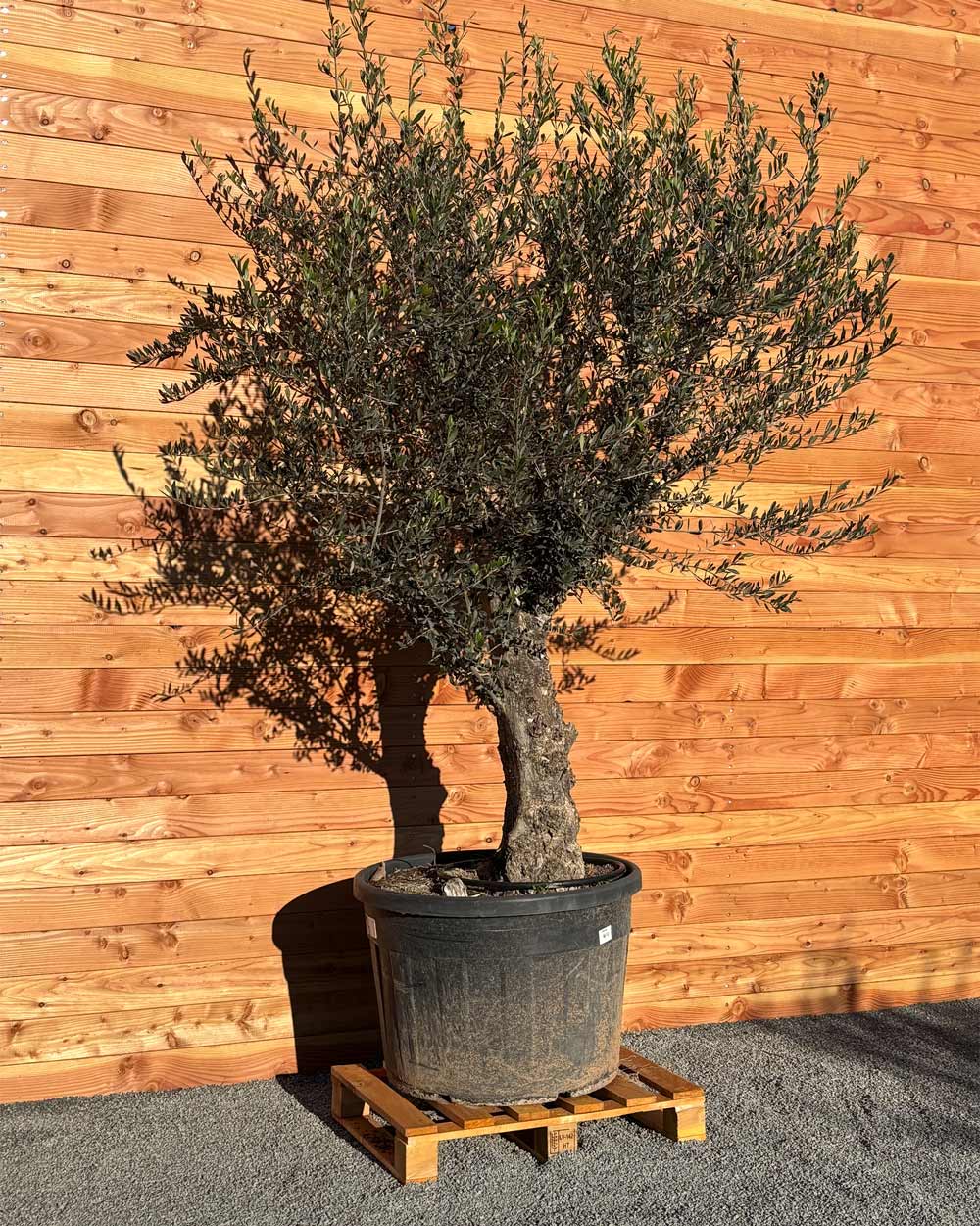 Olivenbaum „Classico“ (C12)