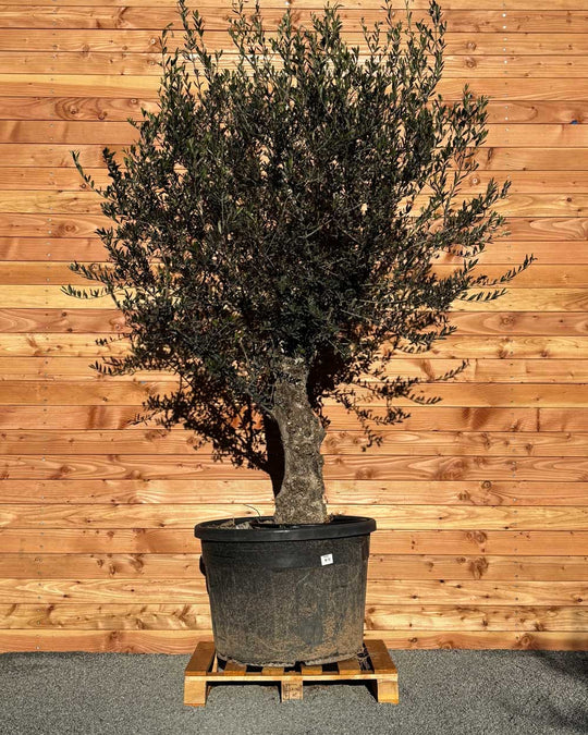 Olivenbaum „Classico“ (C12)