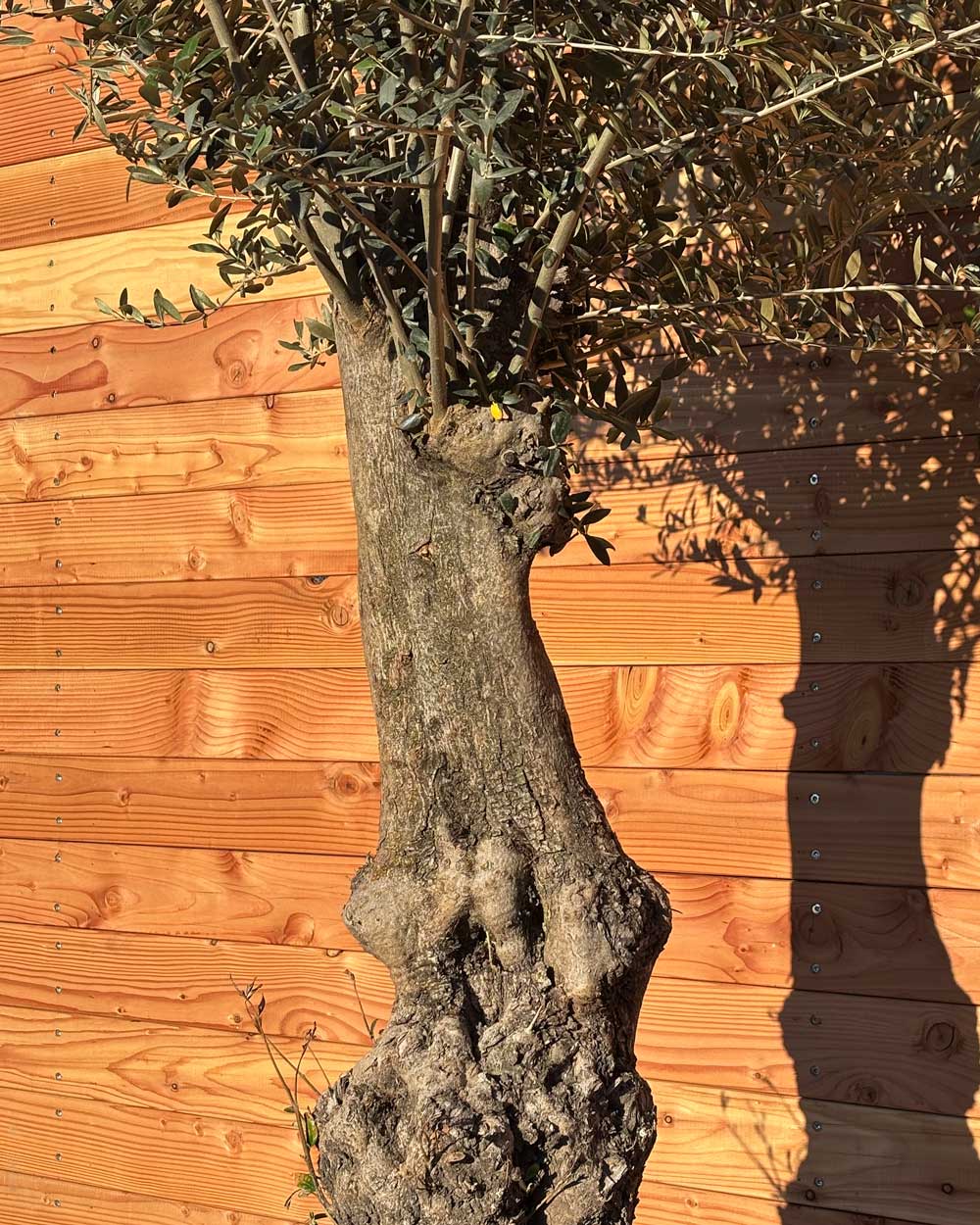 Olivenbaum „Classico“ (C13)