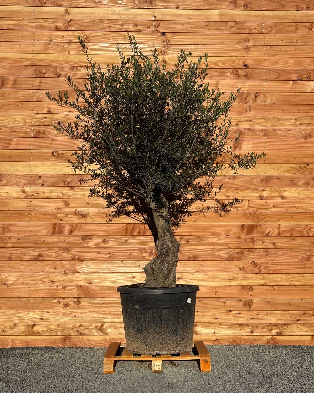 Olivenbaum „Classico“ (C13)