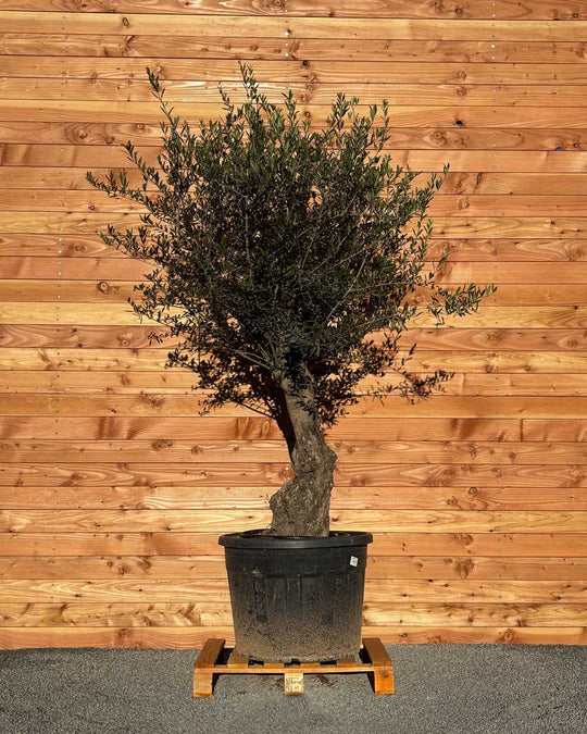 Olivenbaum „Classico“ (C13)