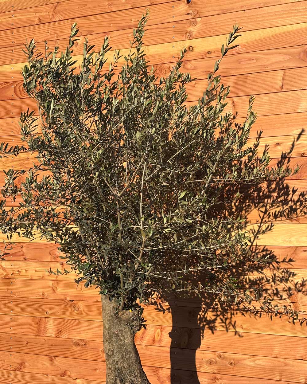 Olivenbaum „Classico“ (C13)
