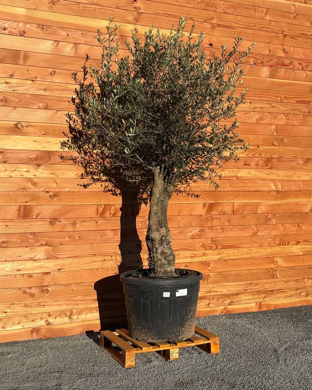Olivenbaum „Classico“ (C13)