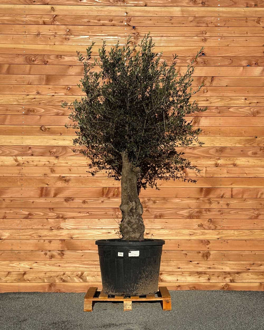 Olivenbaum „Classico“ (C13)