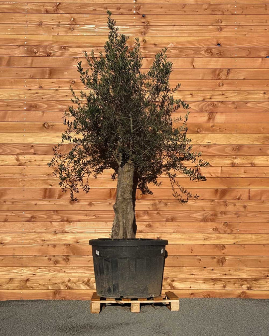 Olivenbaum „Classico“ (C14)