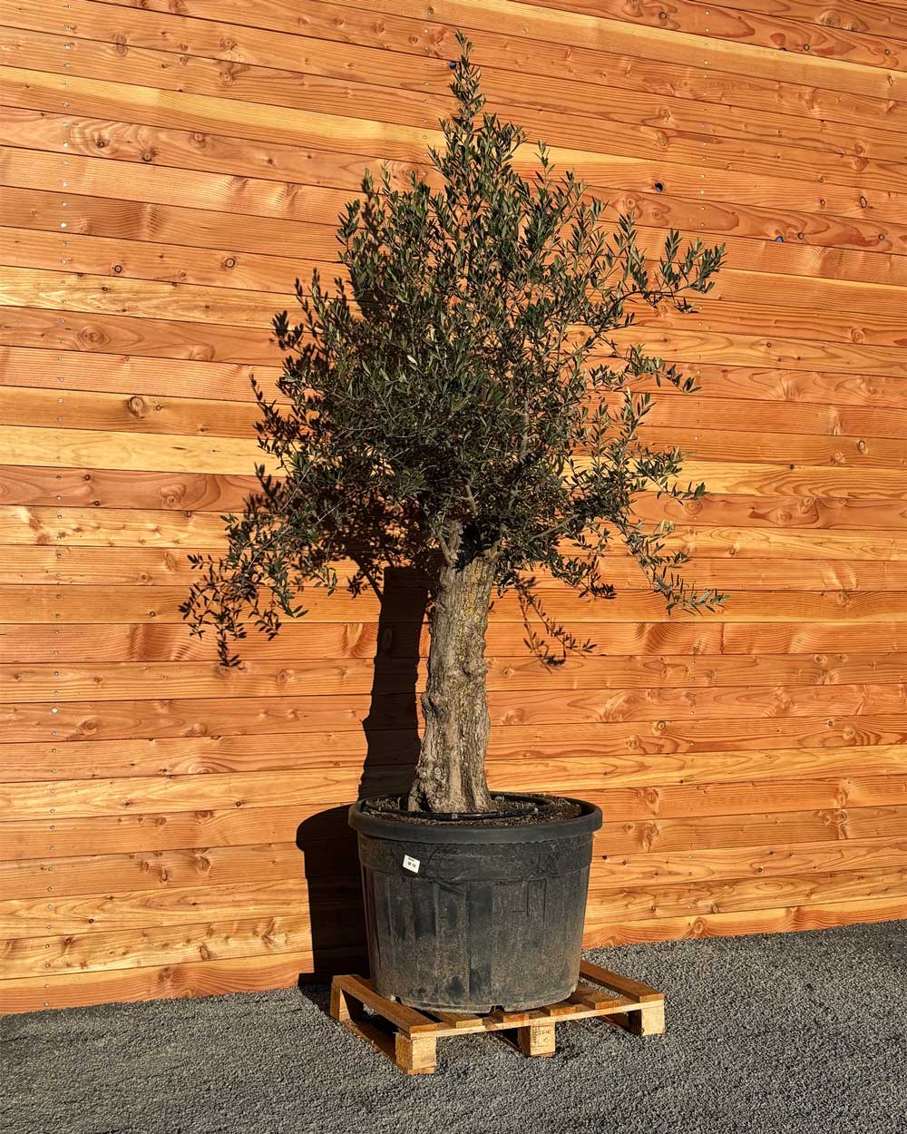 Olivenbaum „Classico“ (C14)