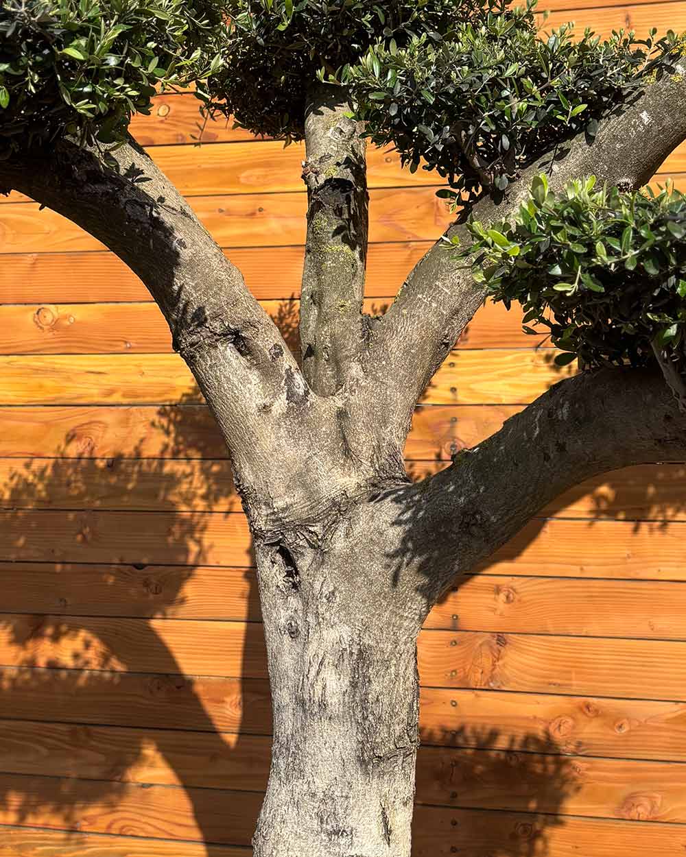 Olivenbaum – Olea europaea ‘Hojiblanca’ (Pon Pon) (Vita) (C2)