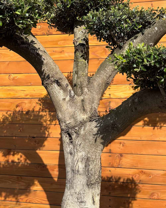 Olivenbaum – Olea europaea ‘Hojiblanca’ (Pon Pon) (Vita) (C2)