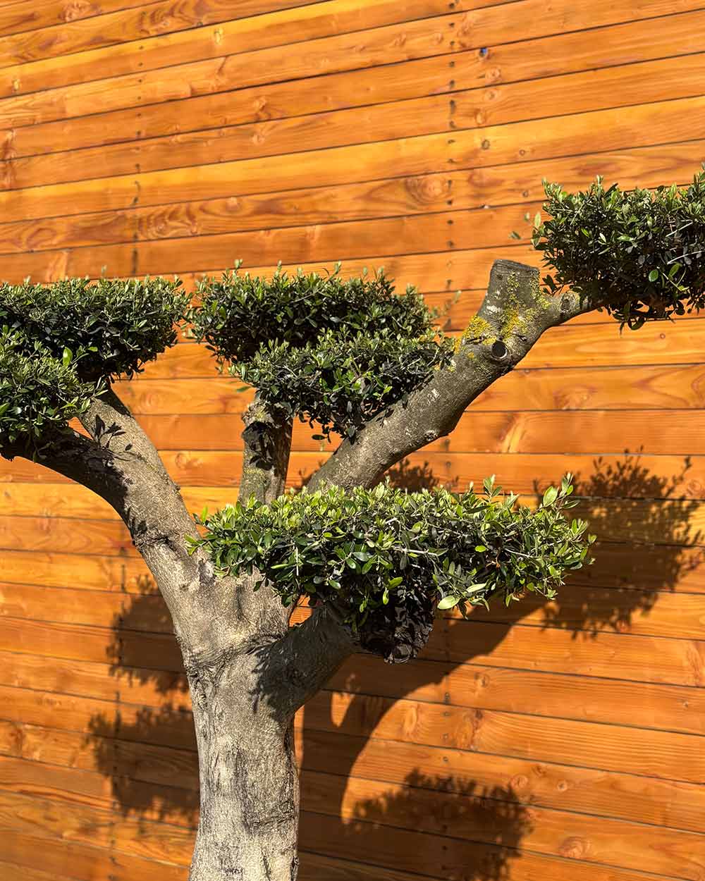 Olivenbaum – Olea europaea ‘Hojiblanca’ (Pon Pon) (Vita) (C2)