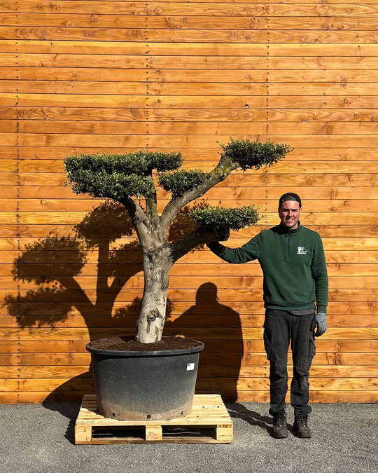 Olivenbaum – Olea europaea ‘Hojiblanca’ (Pon Pon) (Vita) (C2)