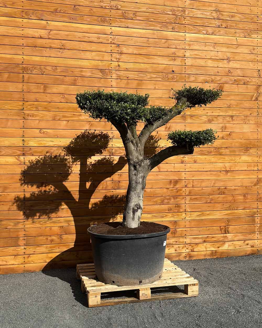 Olivenbaum – Olea europaea ‘Hojiblanca’ (Pon Pon) (Vita) (C2)
