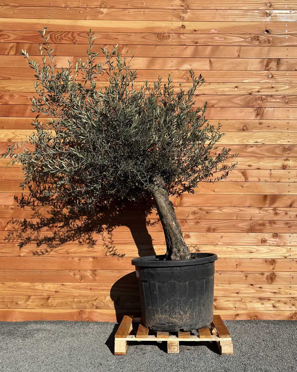 Olivenbaum „Classico“ (C3)