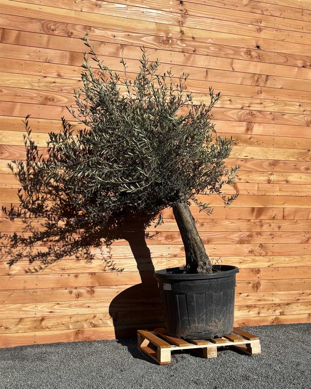 Olivenbaum „Classico“ (C3)