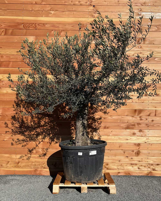 Olivenbaum „Classico“ (C3)