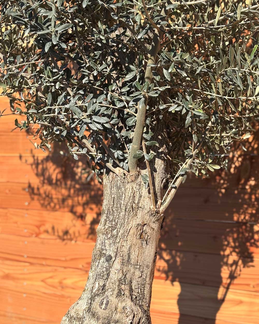 Olivenbaum „Classico“ (C4)
