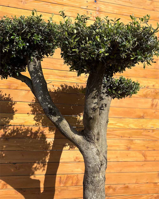 Olivenbaum – Olea europaea ‘Hojiblanca’ (Pon Pon) (Vita) (C4)