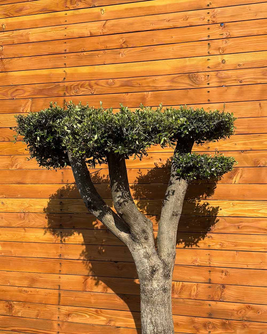 Olivenbaum – Olea europaea ‘Hojiblanca’ (Pon Pon) (Vita) (C4)