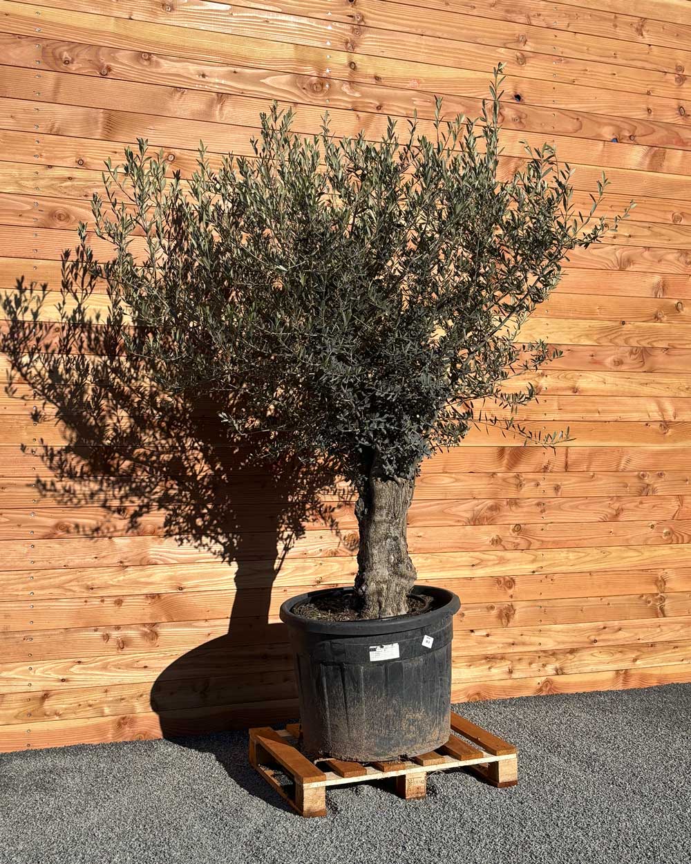 Olivenbaum „Classico“ (C4)
