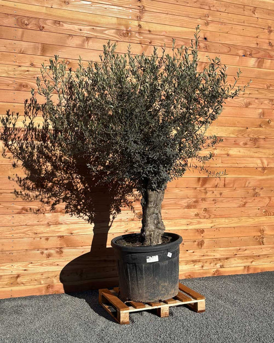 Olivenbaum „Classico“ (C4)