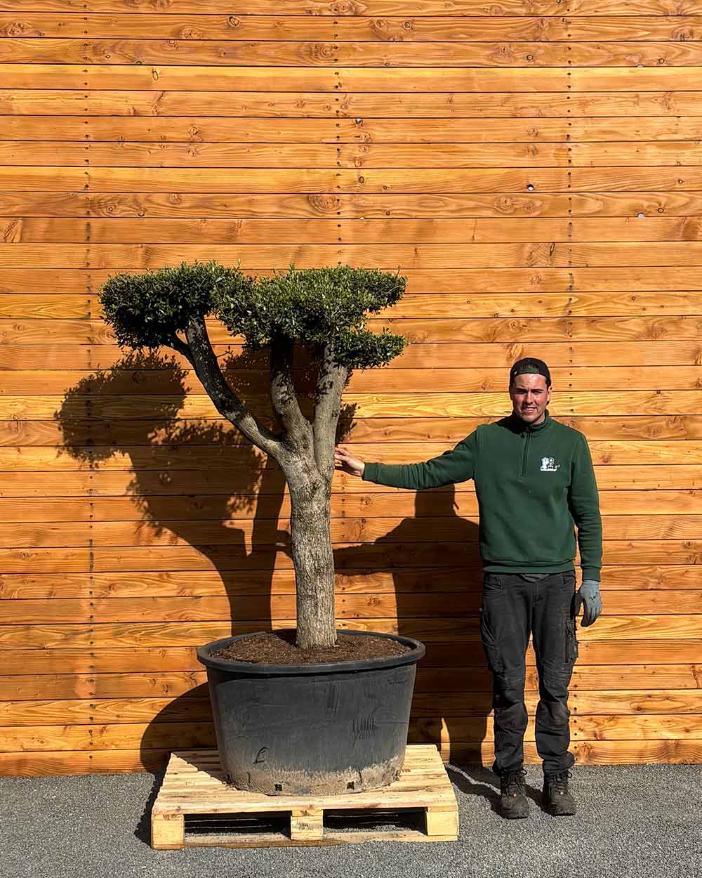 Olivenbaum – Olea europaea ‘Hojiblanca’ (Pon Pon) (Vita) (C4)
