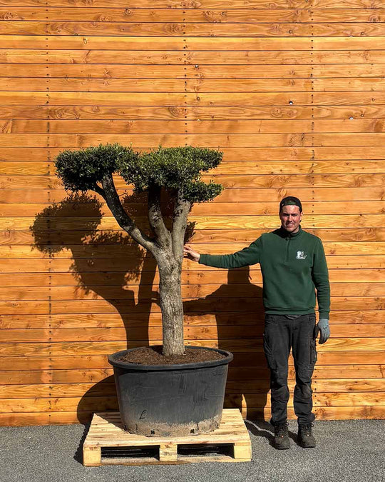 Olivenbaum – Olea europaea ‘Hojiblanca’ (Pon Pon) (Vita) (C4)