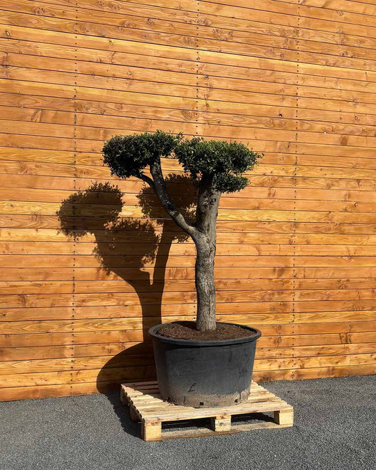 Olivenbaum – Olea europaea ‘Hojiblanca’ (Pon Pon) (Vita) (C4)