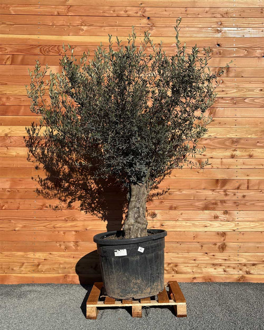 Olivenbaum „Classico“ (C4)