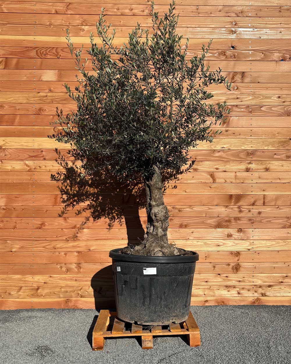 Olivenbaum „Classico“ (C5)