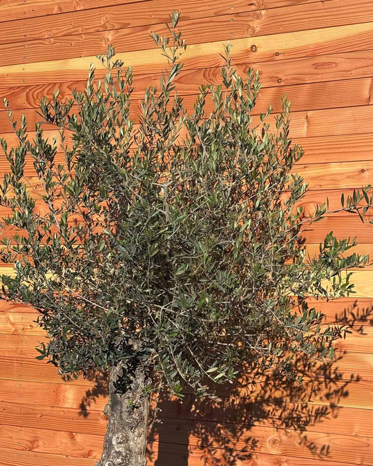 Olivenbaum „Classico“ (C5)