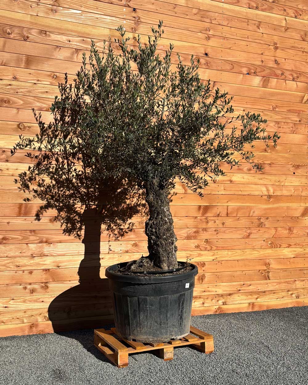 Olivenbaum „Classico“ (C5)
