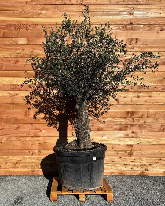 Olivenbaum „Classico“ (C5)