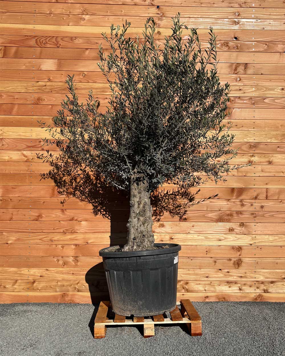 Olivenbaum „Classico“ (C6)