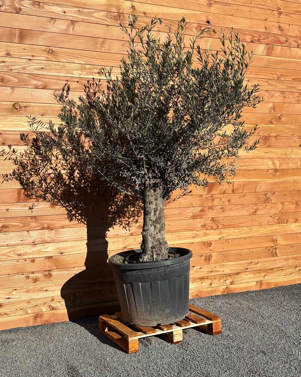 Olivenbaum „Classico“ (C6)