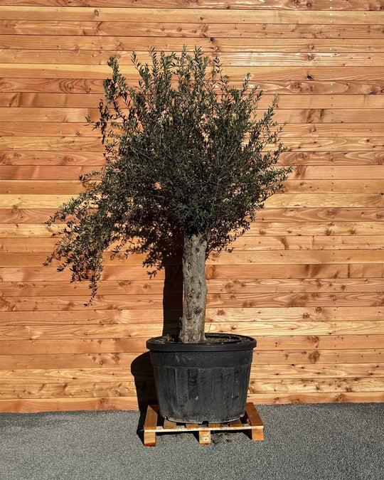 Olivenbaum „Classico“ (C7)
