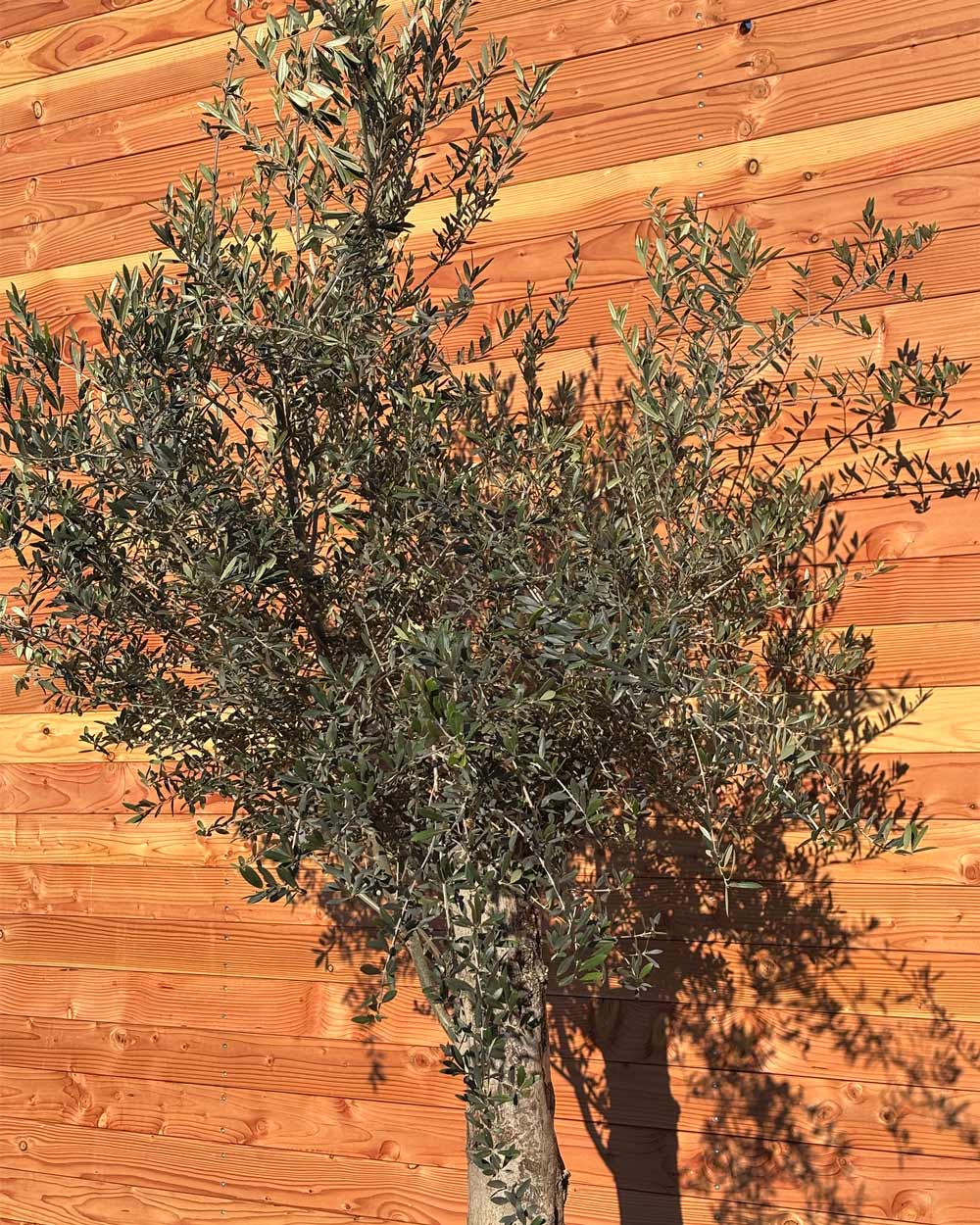 Olivenbaum „Classico“ (C7)