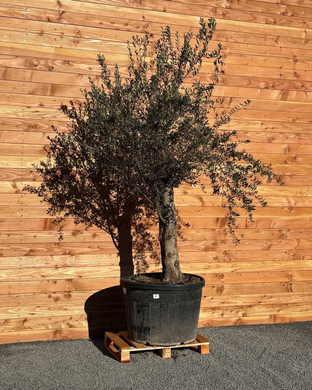Olivenbaum „Classico“ (C7)