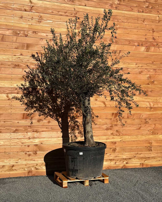 Olivenbaum „Classico“ (C7)