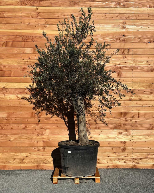 Olivenbaum „Classico“ (C7)