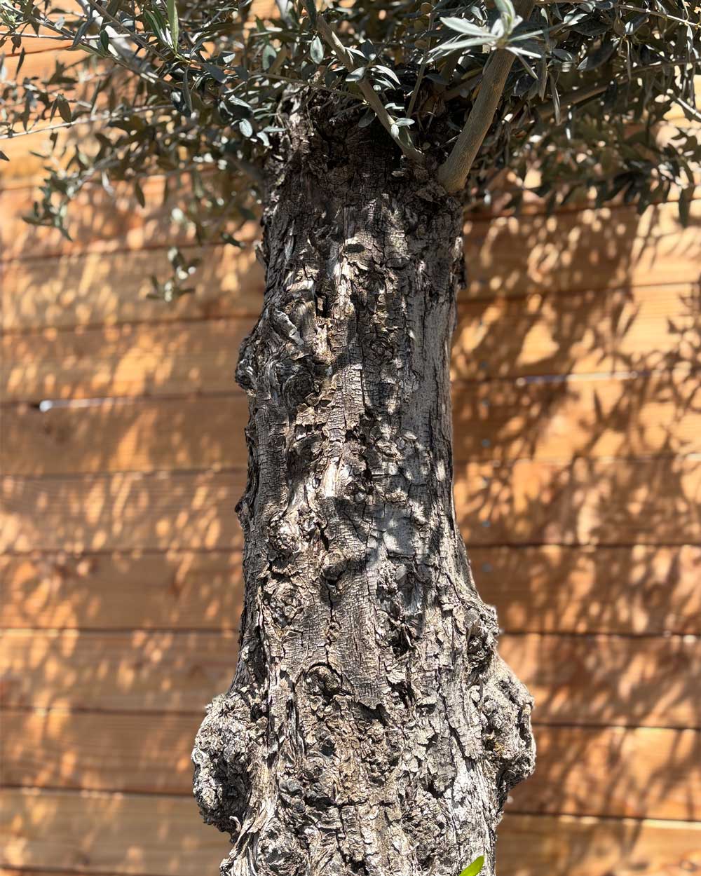 Olivenbaum „Classico“ (C9)